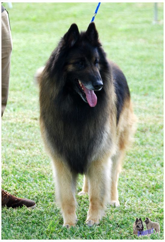 THOR B Abierta machos 